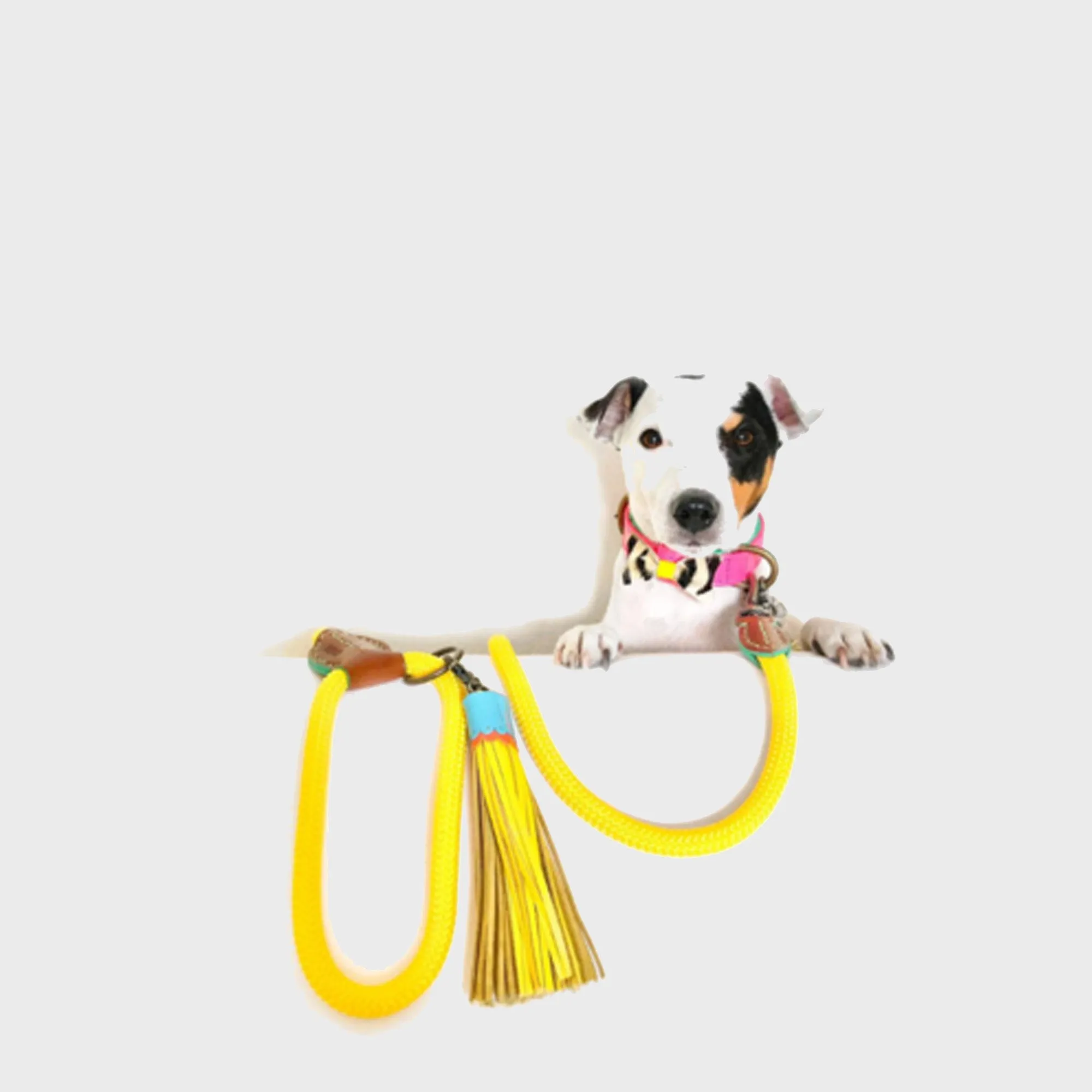 Dog Leash Sunny